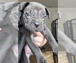 Medium Boerboel