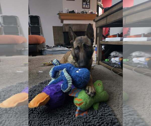 Medium Photo #6 German Shepherd Dog-Unknown Mix Puppy For Sale in Imlay City, MI, USA