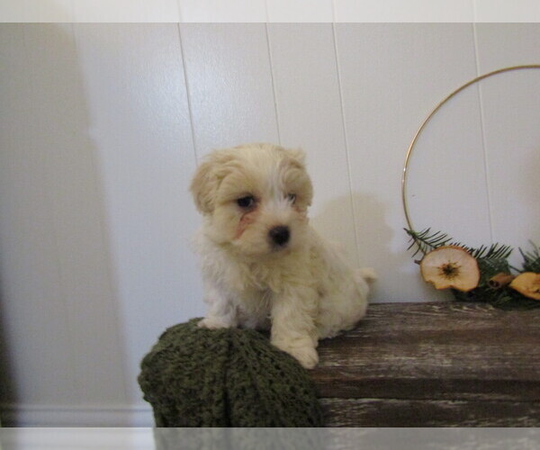 Medium Photo #14 Maltipoo Puppy For Sale in SUGARCREEK, OH, USA