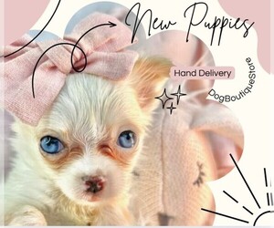 Chihuahua Puppy for sale in LEWISVILLE, TX, USA