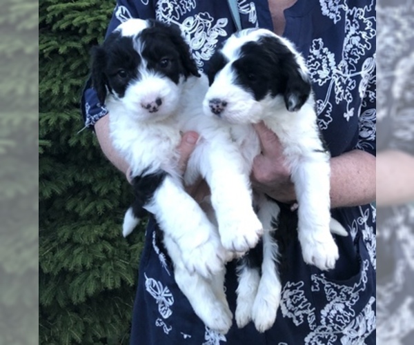 Medium Photo #1 Sheepadoodle Puppy For Sale in YELM, WA, USA