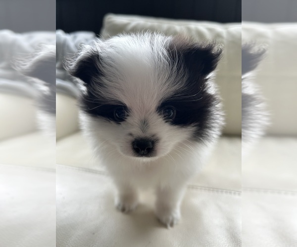 Medium Photo #4 Pomeranian Puppy For Sale in DES MOINES, WA, USA