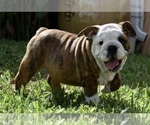 Small #5 Bulldog