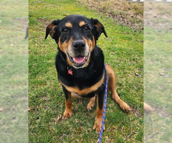 Medium Photo #1 Rottweiler-Unknown Mix Puppy For Sale in Dellslow, WV, USA