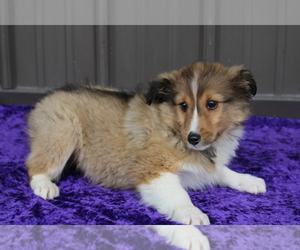 Shetland Sheepdog Puppy for sale in BLOOMINGTON, IN, USA