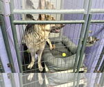 Small #53 German Shepherd Dog