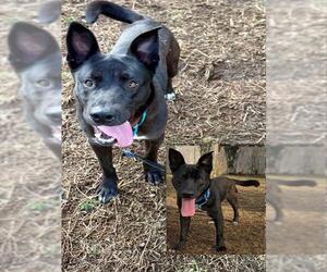 Labrador Retriever-Unknown Mix Dogs for adoption in Brewster, MA, USA