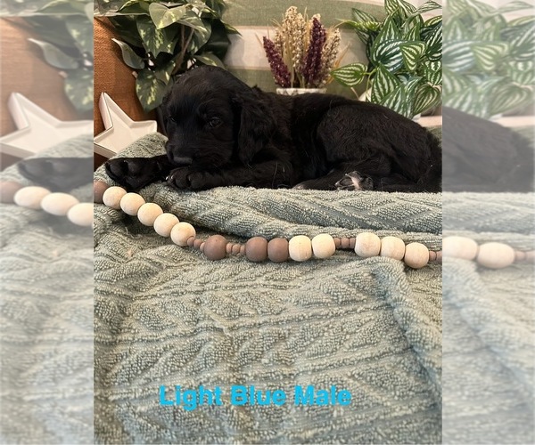 Medium Photo #1 Golden Mountain Doodle  Puppy For Sale in CHOUDRANT, LA, USA