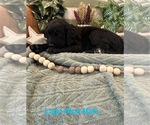 Puppy Light Blue Male Golden Mountain Doodle