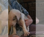 Small #2 Great Dane
