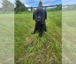 Puppy Drew Labrador Retriever