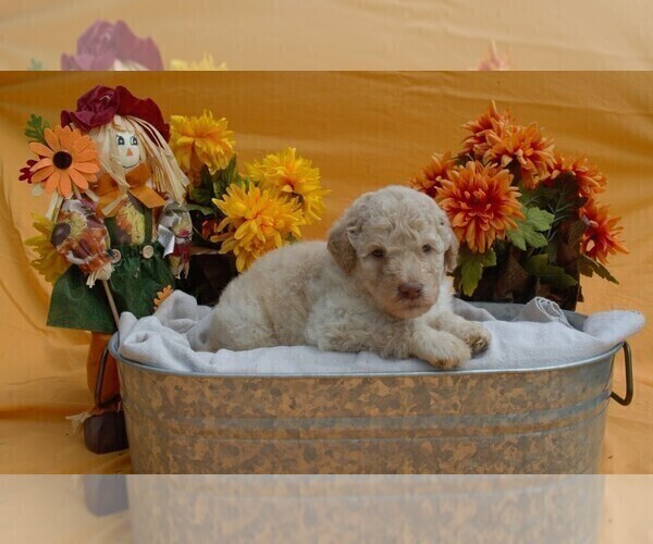 Medium Photo #2 Poodle (Standard) Puppy For Sale in COVINGTON, GA, USA