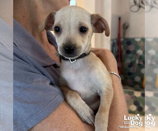 Medium Photo #3 Chihuahua-Unknown Mix Puppy For Sale in Washington, DC, USA