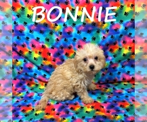 YorkiePoo Puppy for sale in HARTLAND, MN, USA