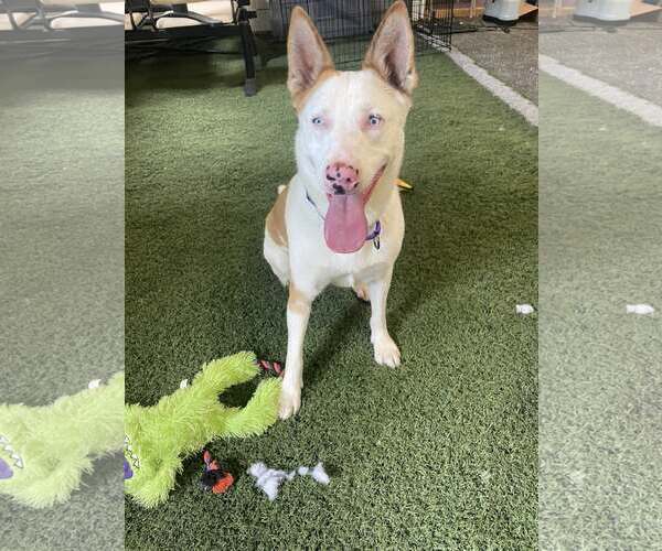 Medium Photo #5 Mutt Puppy For Sale in Chester, NJ, USA