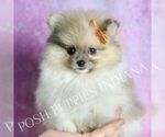 Small #2 Pomeranian