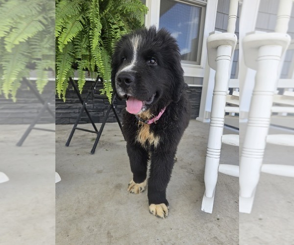 Medium Photo #36 Newfoundland Puppy For Sale in TILTON, IL, USA