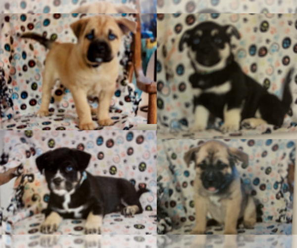 Medium Photo #1 Pug-Siberian Husky Mix Puppy For Sale in NEW PROVIDENCE, PA, USA