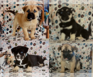 Pug-Siberian Husky Mix Litter for sale in NEW PROVIDENCE, PA, USA