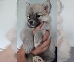 Small Photo #43 Pomsky Puppy For Sale in LOVELAND, CO, USA