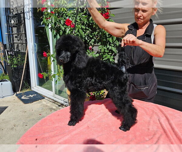 Medium Photo #5 Poodle (Standard) Puppy For Sale in OKEECHOBEE, FL, USA