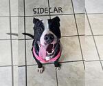 Small Photo #5 American Pit Bull Terrier-Unknown Mix Puppy For Sale in DuQuoin, IL, USA
