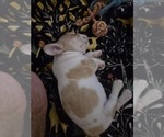 Small Photo #52 French Bulldog Puppy For Sale in CHINO HILLS, CA, USA