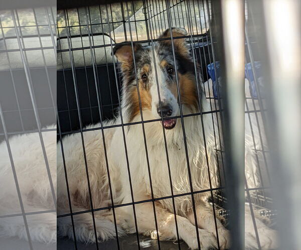 Medium Photo #5 Collie Puppy For Sale in Pueblo West, CO, USA