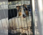 Small #4 Collie