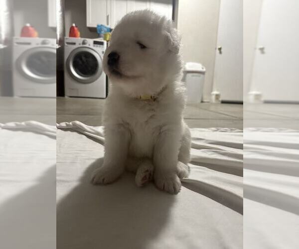 Medium Photo #11 Samoyed Puppy For Sale in DALY CITY, CA, USA