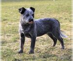 Small Photo #3 Australian Cattle Dog Puppy For Sale in HYDE PARK, VT, USA