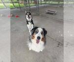 Small #2 Australian Shepherd