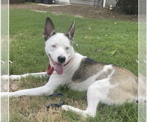 Huskies -Unknown Mix Dogs for adoption in Atlanta, GA, USA