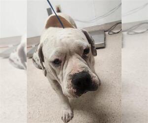 American Pit Bull Terrier Dogs for adoption in Bakersfield, CA, USA