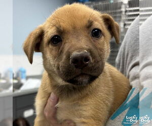 Mutt Dogs for adoption in Washington, DC, USA