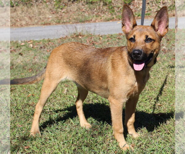 Medium Photo #1 Mutt Puppy For Sale in Prattville, AL, USA