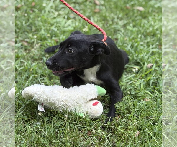 Medium Photo #3 Mutt Puppy For Sale in Yardley, PA, USA