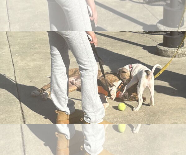 Medium Photo #8 Retriever -Unknown Mix Puppy For Sale in Holly Springs, NC, USA