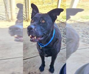Labrador Retriever Dogs for adoption in Sacramento, CA, USA