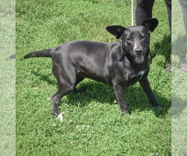 Medium Photo #2 Border Collie-Unknown Mix Puppy For Sale in Huntley, IL, USA