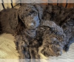 Small Photo #3 Goldendoodle Puppy For Sale in WEST LINN, OR, USA