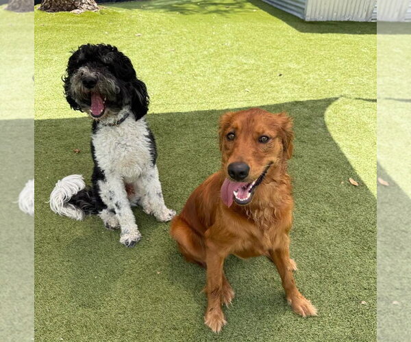 Medium Photo #5 Bernedoodle Puppy For Sale in Valrico, FL, USA