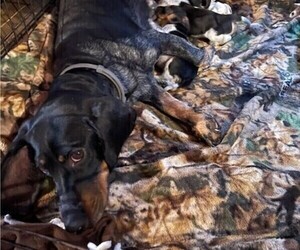 Mother of the Beagle puppies born on 03/20/2025
