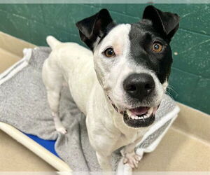 American Staffordshire Terrier-Unknown Mix Dogs for adoption in Raleigh, NC, USA