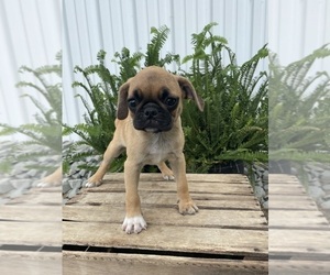 Pug-Puggle Mix Puppy for Sale in GOSHEN, Indiana USA