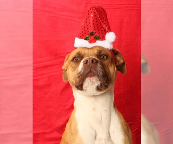 Medium Photo #3 Mutt Puppy For Sale in Burbank, CA, USA