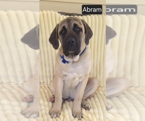 Cane Corso Puppy for Sale in MINERAL WELLS, West Virginia USA