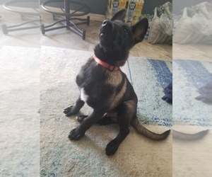 Belgian Malinois Puppy for sale in HOMESTEAD, FL, USA