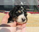 Small #3 Bernedoodle