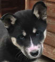 Siberian Husky-Unknown Mix Puppy for sale in ESCONDIDO, CA, USA